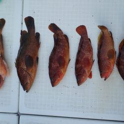 Aquanaut(アクアノート) 釣果