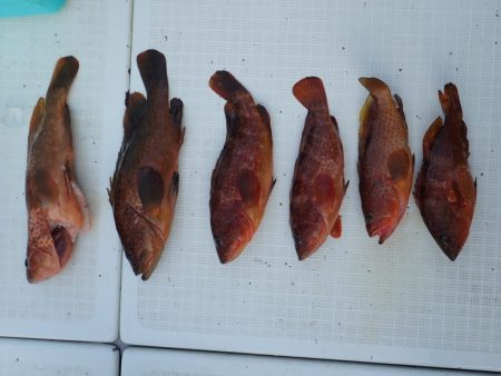 Aquanaut(アクアノート) 釣果