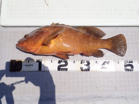 Aquanaut(アクアノート) 釣果