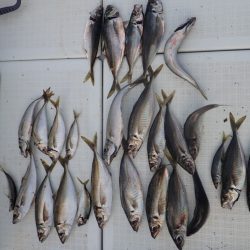 Aquanaut(アクアノート) 釣果