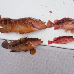 Aquanaut（アクアノート） 釣果