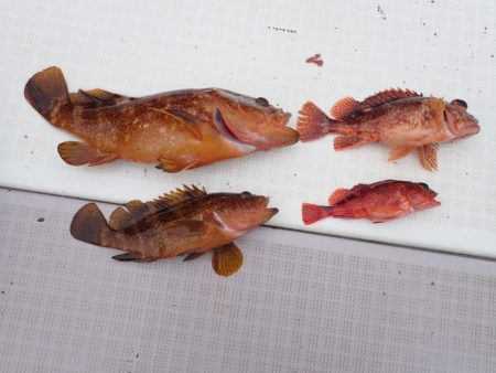 Aquanaut（アクアノート） 釣果