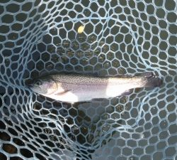 朝霞ガーデン 釣果