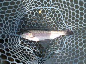 朝霞ガーデン 釣果