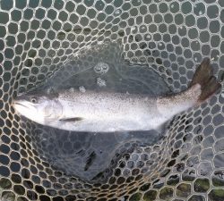 朝霞ガーデン 釣果