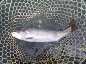 朝霞ガーデン 釣果