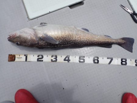 Aquanaut(アクアノート) 釣果