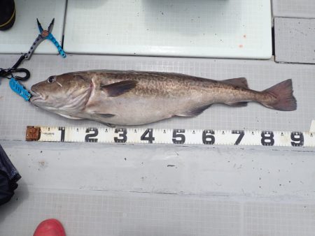 Aquanaut(アクアノート) 釣果