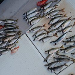 Aquanaut(アクアノート) 釣果