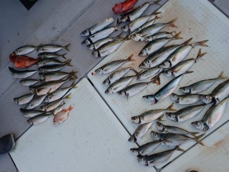 Aquanaut(アクアノート) 釣果