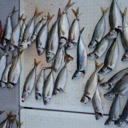 Aquanaut(アクアノート) 釣果