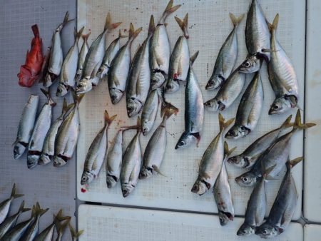 Aquanaut(アクアノート) 釣果