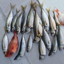 Aquanaut(アクアノート) 釣果