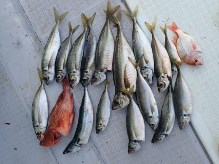 Aquanaut(アクアノート) 釣果