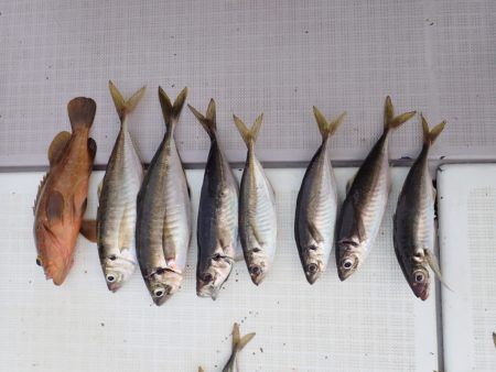 Aquanaut(アクアノート) 釣果