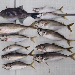 Aquanaut(アクアノート) 釣果