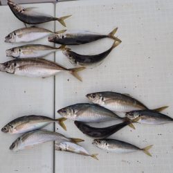 Aquanaut(アクアノート) 釣果