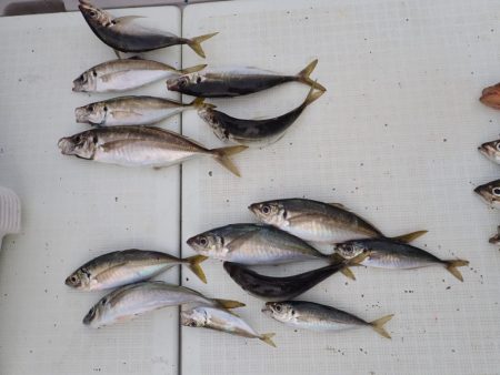 Aquanaut(アクアノート) 釣果