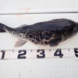 Aquanaut(アクアノート) 釣果