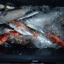 Aquanaut(アクアノート) 釣果