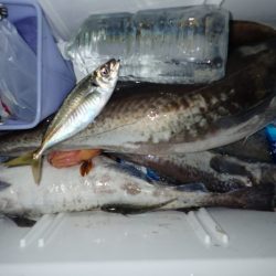 Aquanaut(アクアノート) 釣果