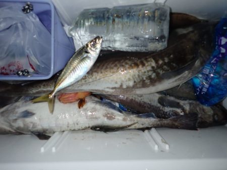 Aquanaut(アクアノート) 釣果