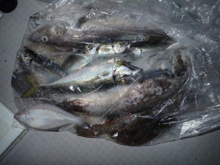 Aquanaut(アクアノート) 釣果