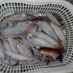 Aquanaut(アクアノート) 釣果