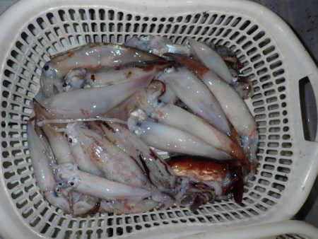 Aquanaut(アクアノート) 釣果