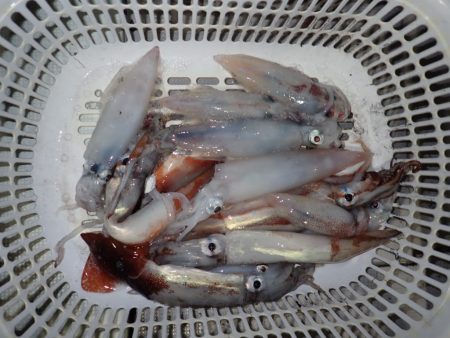 Aquanaut(アクアノート) 釣果