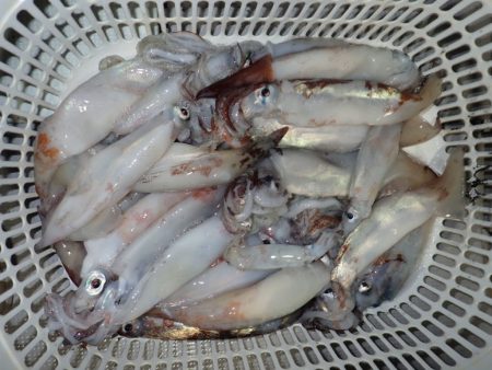 Aquanaut(アクアノート) 釣果