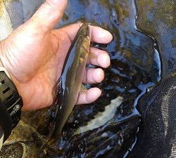 安倍川・藁科川(安倍藁科川漁業協同組合) 釣果