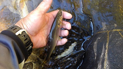 安倍川・藁科川（安倍藁科川漁業協同組合） …