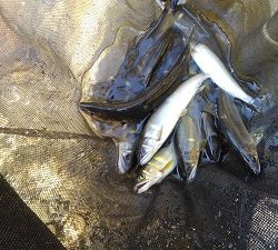 安倍川・藁科川(安倍藁科川漁業協同組合) 釣果