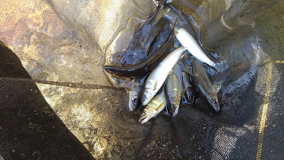 安倍川・藁科川(安倍藁科川漁業協同組合) 釣果