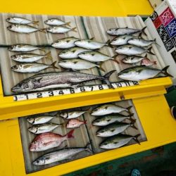 火遠理丸（ほおりまる） 釣果