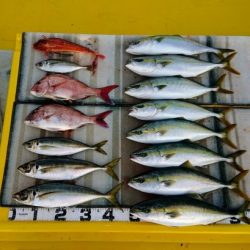 火遠理丸（ほおりまる） 釣果