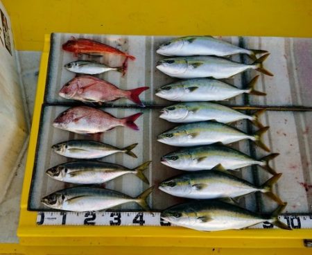 火遠理丸（ほおりまる） 釣果