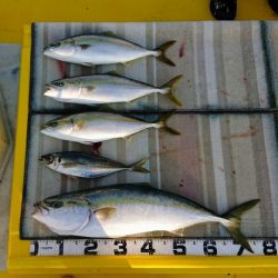 火遠理丸（ほおりまる） 釣果