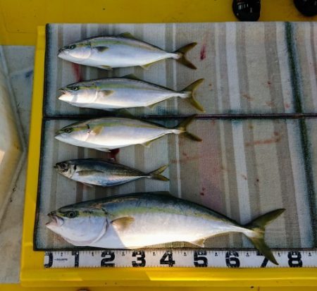 火遠理丸（ほおりまる） 釣果