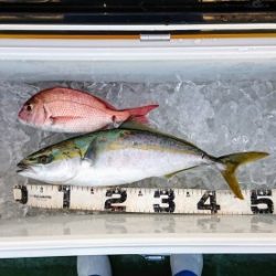 火遠理丸（ほおりまる） 釣果