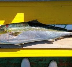 火遠理丸（ほおりまる） 釣果