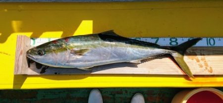 火遠理丸（ほおりまる） 釣果