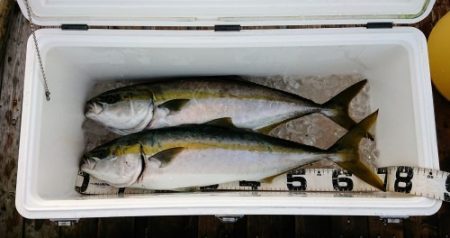 火遠理丸（ほおりまる） 釣果