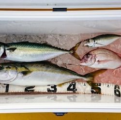 火遠理丸（ほおりまる） 釣果