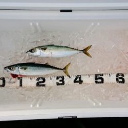 火遠理丸（ほおりまる） 釣果