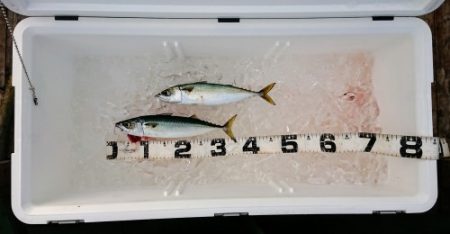 火遠理丸（ほおりまる） 釣果