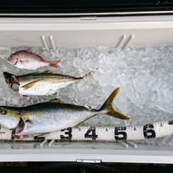 火遠理丸（ほおりまる） 釣果