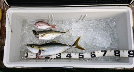 火遠理丸（ほおりまる） 釣果