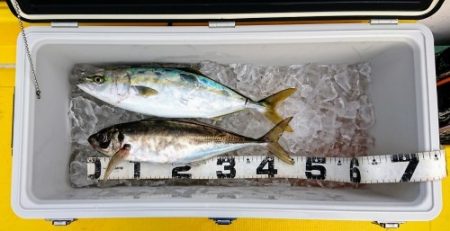 火遠理丸（ほおりまる） 釣果